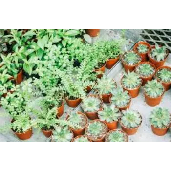 Best Teak Plant 9a-teak plant-8216238-56223.webp